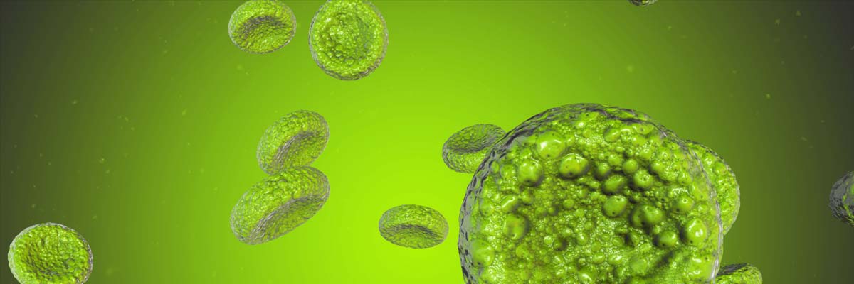 Allergie - Fehlreaktion des Immunsystems