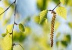 Birkenpollen lösen Allergien aus